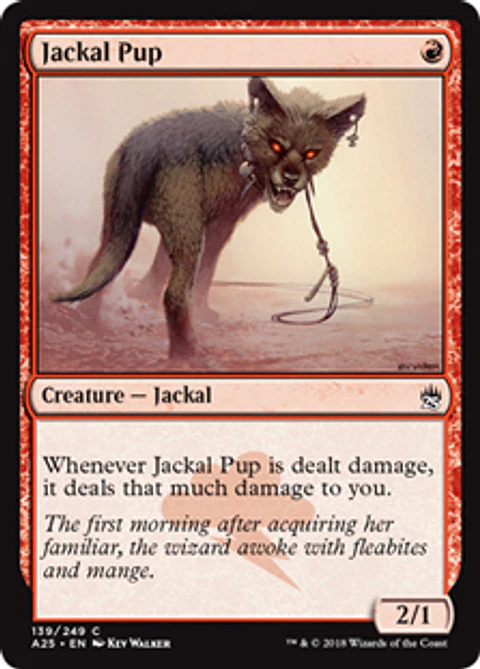 Jackal Pup - A25