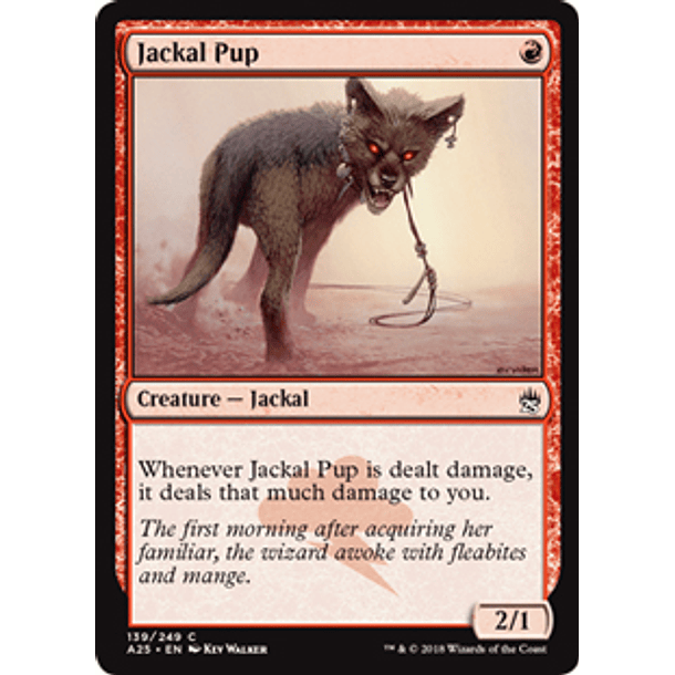 Jackal Pup - A25