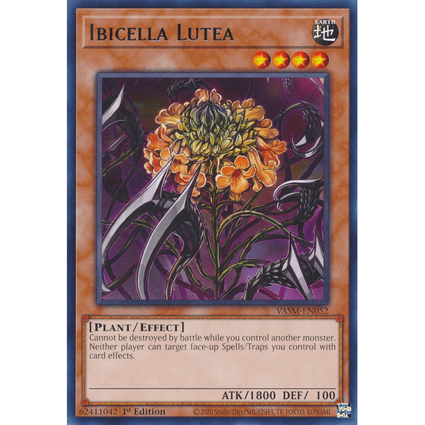 Ibicella Lutea - VASM-EN052 - Rare 