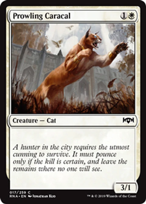 Prowling Caracal - RNA - C