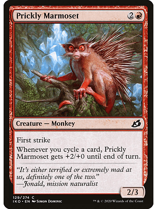 Prickly marmoset - IKO - C