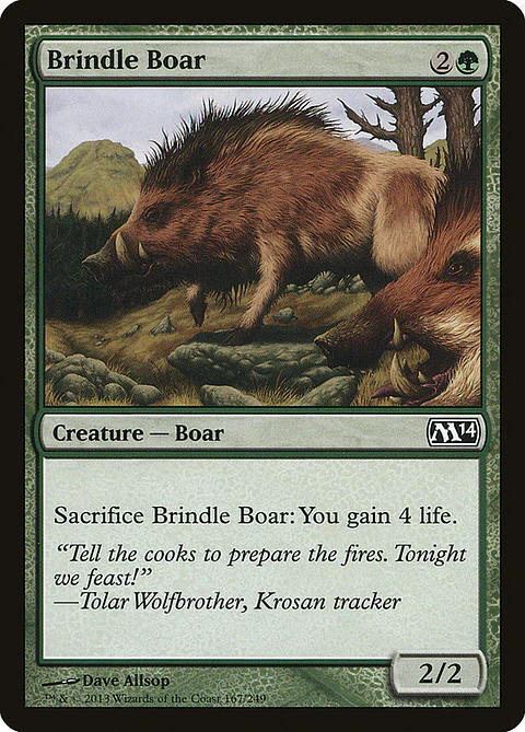Brindle boar - M14 - C