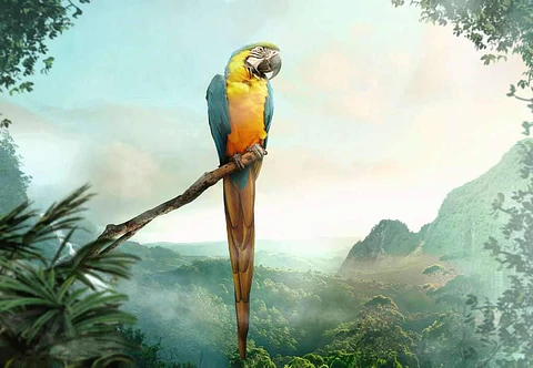 Rompecabezas Parrot 99 Piezas - Ravensburger
