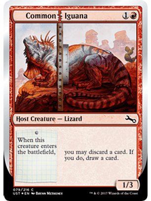 Common Iguana - UST - C 