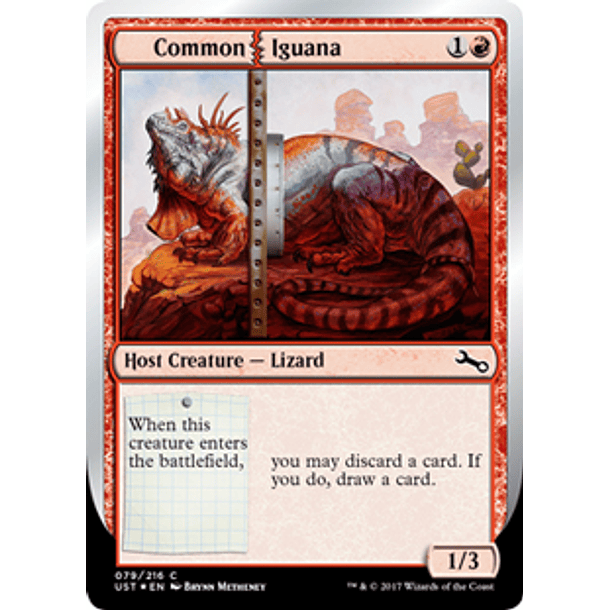 Common Iguana - UST - C 