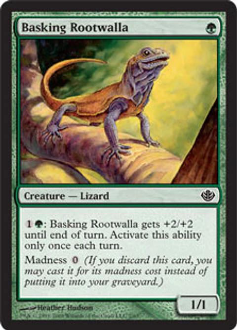 Basking Rootwalla - GVL - C 