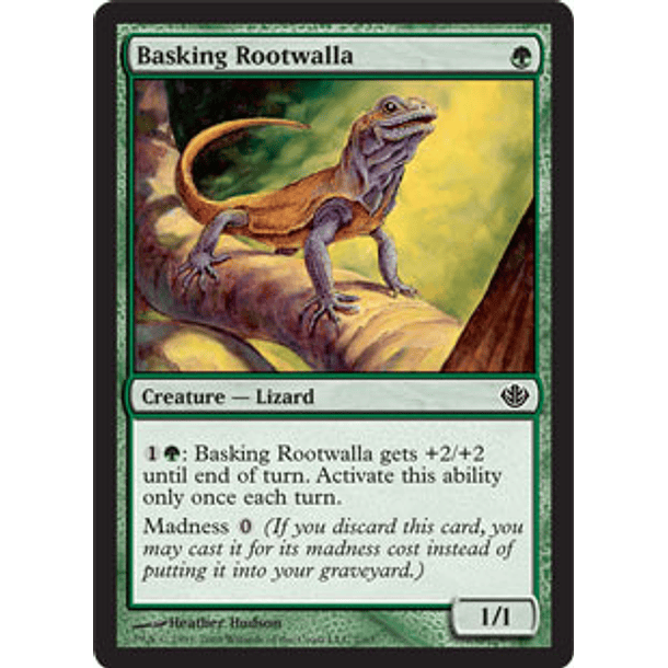 Basking Rootwalla - GVL - C 