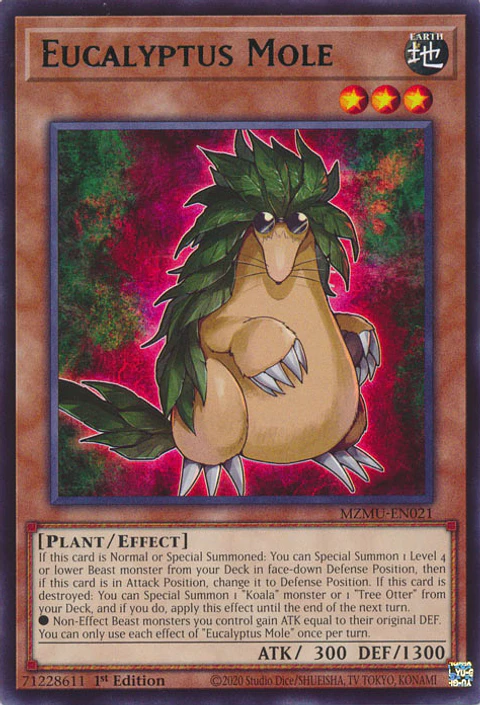 Eucalyptus Mole - MZMU-EN021 - Rare 