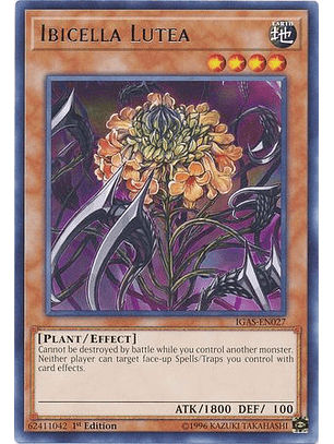 Ibicella Lutea - IGAS-EN027 - Rare