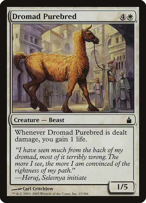 Dromad Purebred - RCG - C 