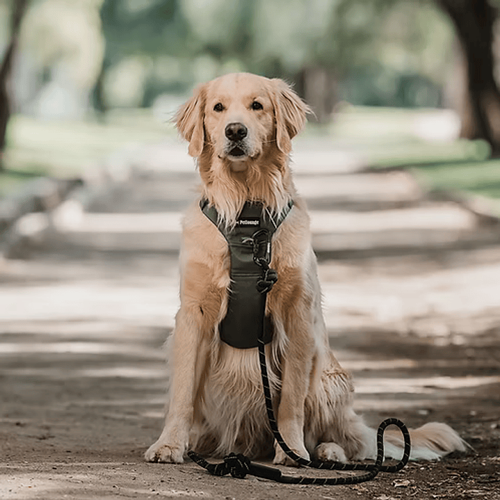 Correa Outdoor Alta Resistencia para Perros - negro 90 kg 1