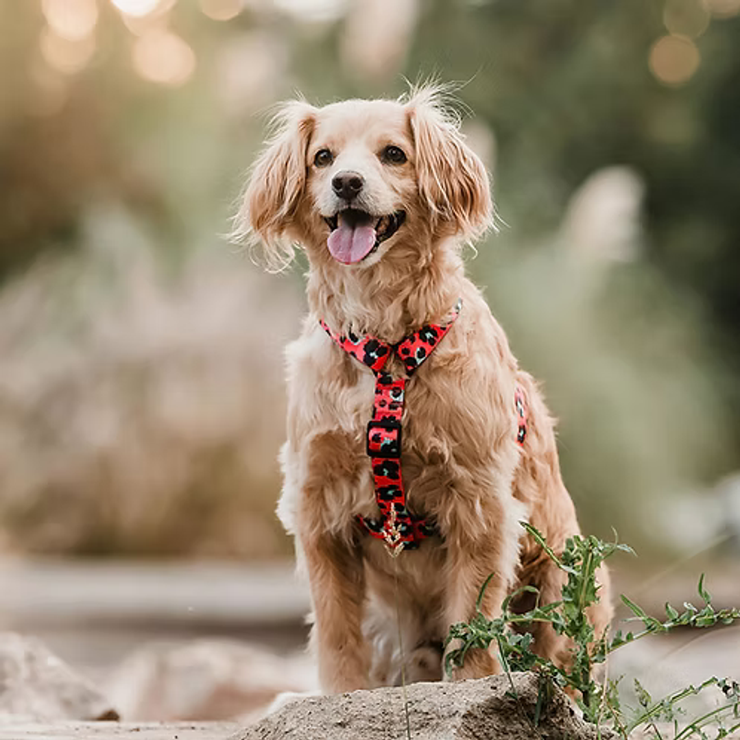Arnés H para Perros y Gatos - Coral Leopard L/XL 1