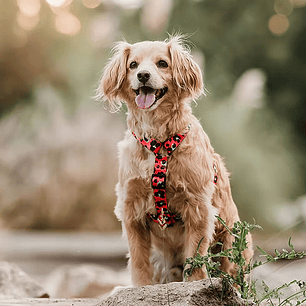 Arnés H para Perros y Gatos - Coral Leopard L/XL