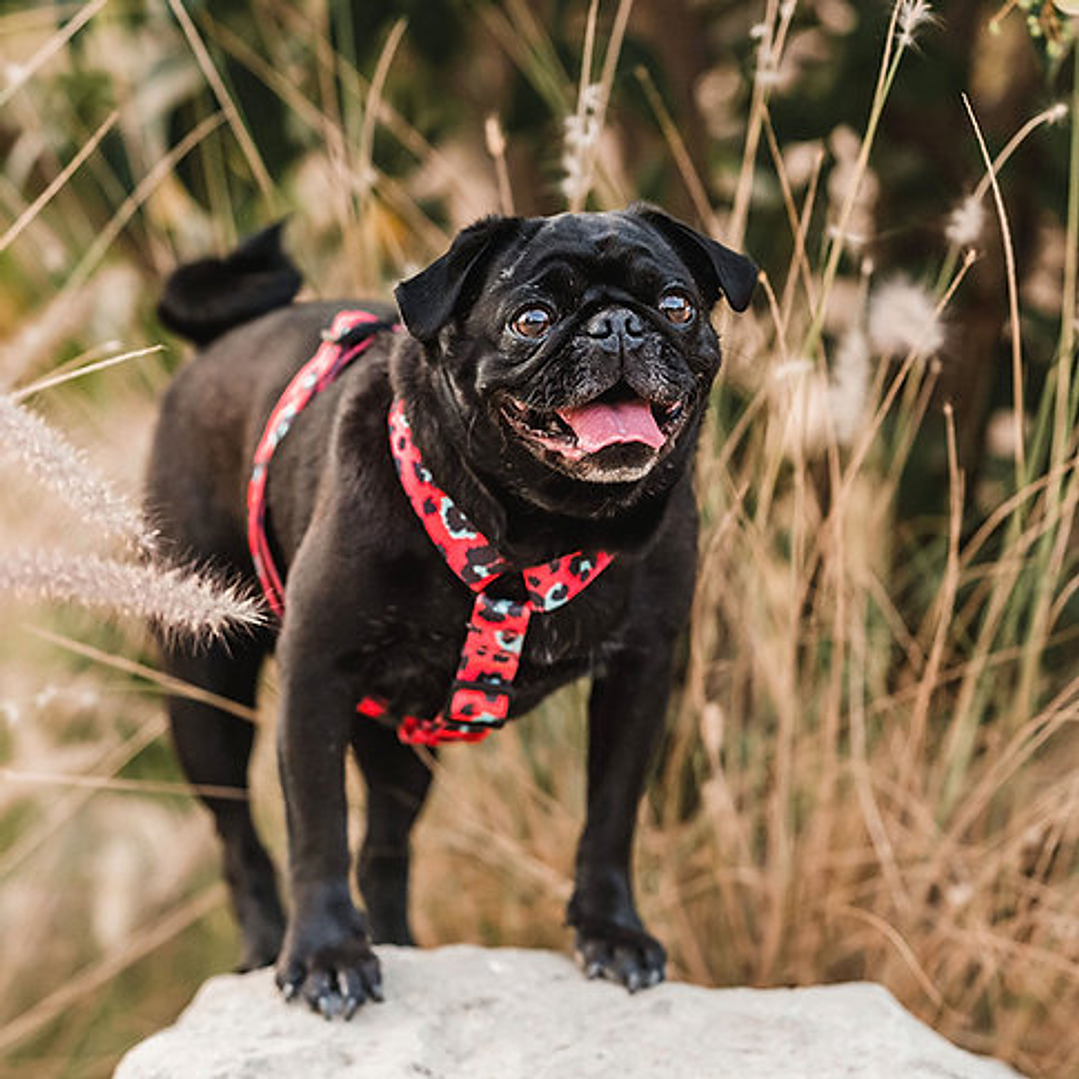 Arnés H para Perros y Gatos - Coral Leopard M (5-12 KG) 1