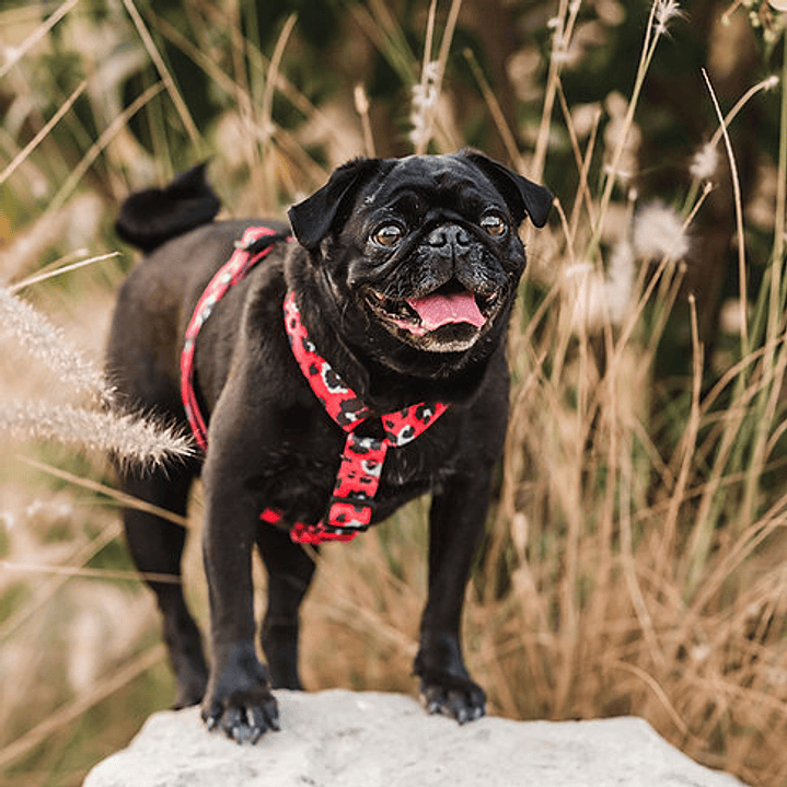 Arnés H para Perros y Gatos - Coral Leopard M (5-12 KG) 1