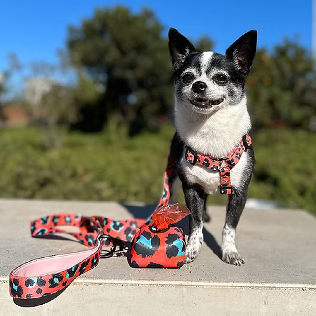 Arnés H para Perros y Gatos - Coral Leopard XS/S (0-5 KG) 1