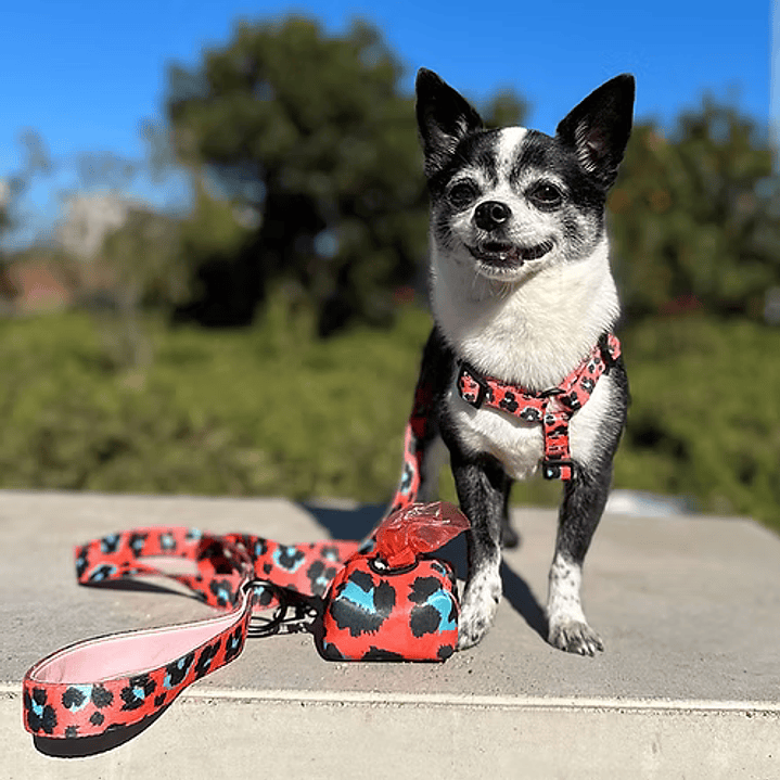 Arnés H para Perros y Gatos - Coral Leopard XS/S (0-5 KG) 1