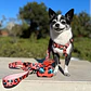 Arnés H para Perros y Gatos - Coral Leopard XS/S (0-5 KG) - Miniatura 1