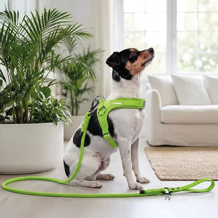 Correa Perro - 1,5 Metros - Verde - Easy Glam 5