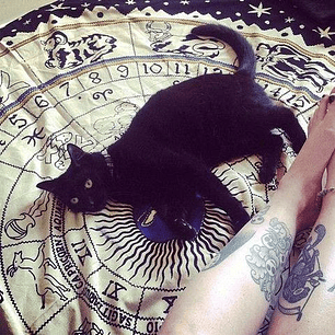 ★Protección de Mascotas★