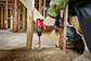Taladro Percutor Milwaukee M12 FUEL 12V 3404-22 - Miniatura 6