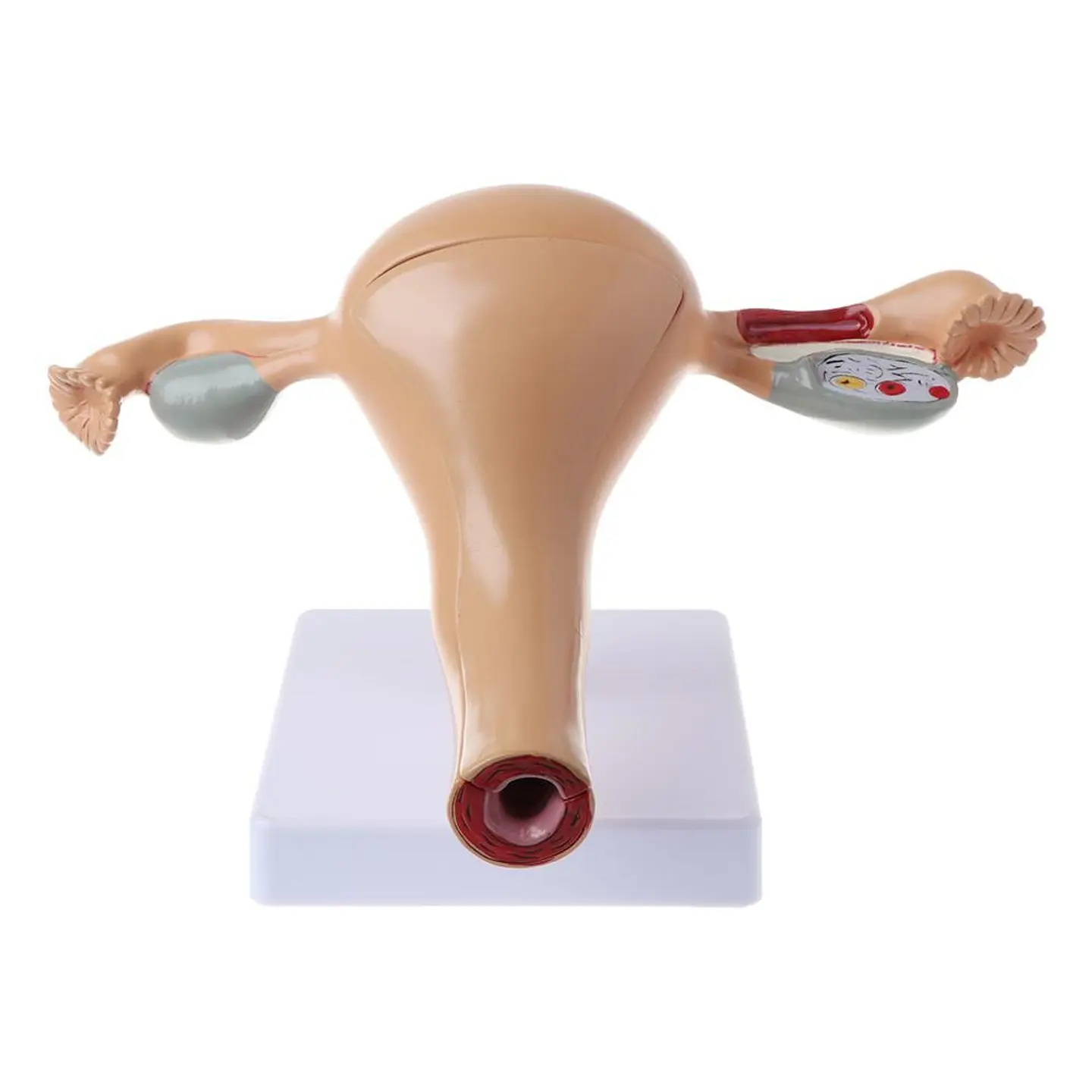 Modelo Anatómico Útero Fisiológico 2