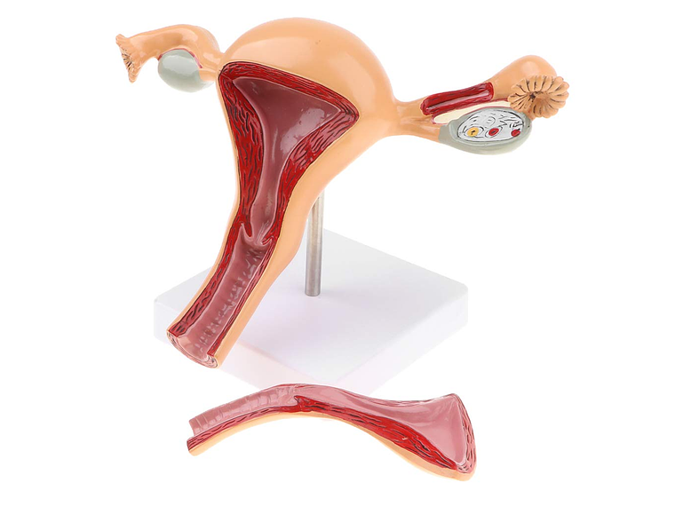 Modelo Anatómico Útero Fisiológico 1
