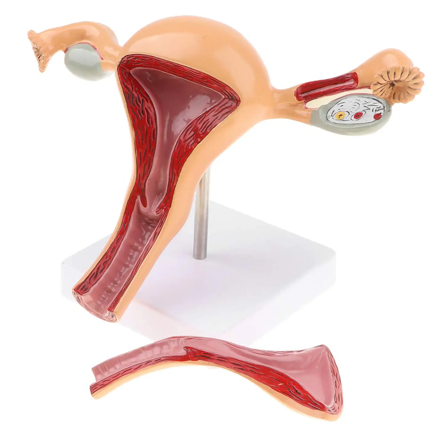 Modelo Anatómico Útero Fisiológico 1