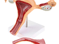 Modelo Anatómico Útero Fisiológico - Miniatura 1