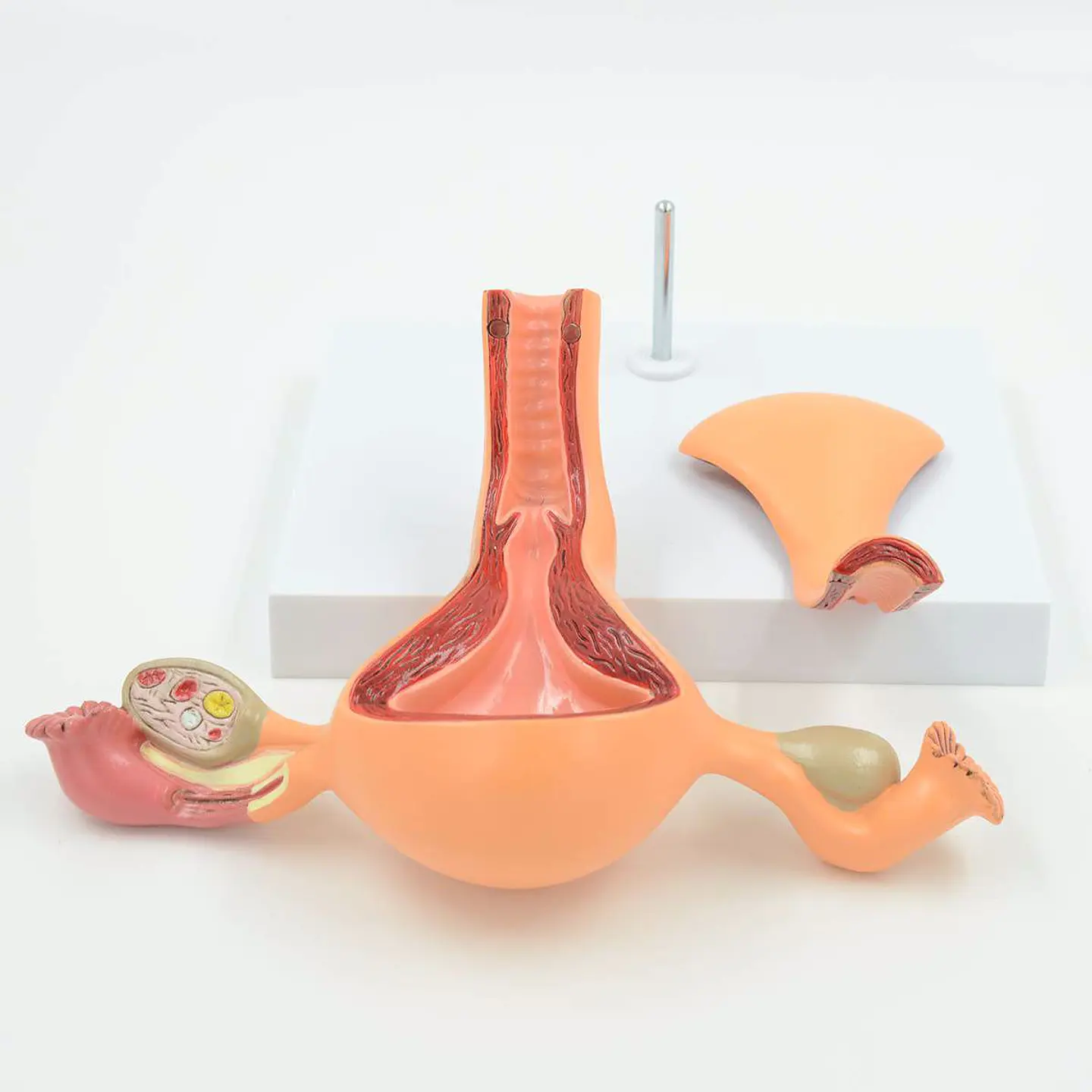 Modelo Anatómico Útero Fisiológico 4