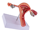 Modelo Anatómico Útero Y Ovarios Patológicos - Miniatura 7
