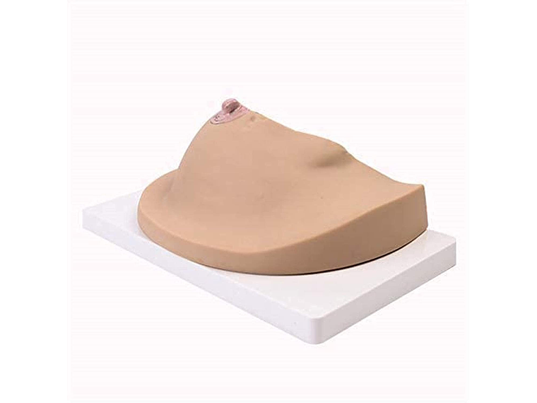 Modelo Anatómico De Mama Con Patologías Mas Comunes 2