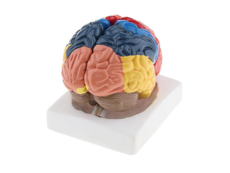 Modelo Anatómico Cerebro Humano A Color Escala Real Desarmable 2 Partes 2