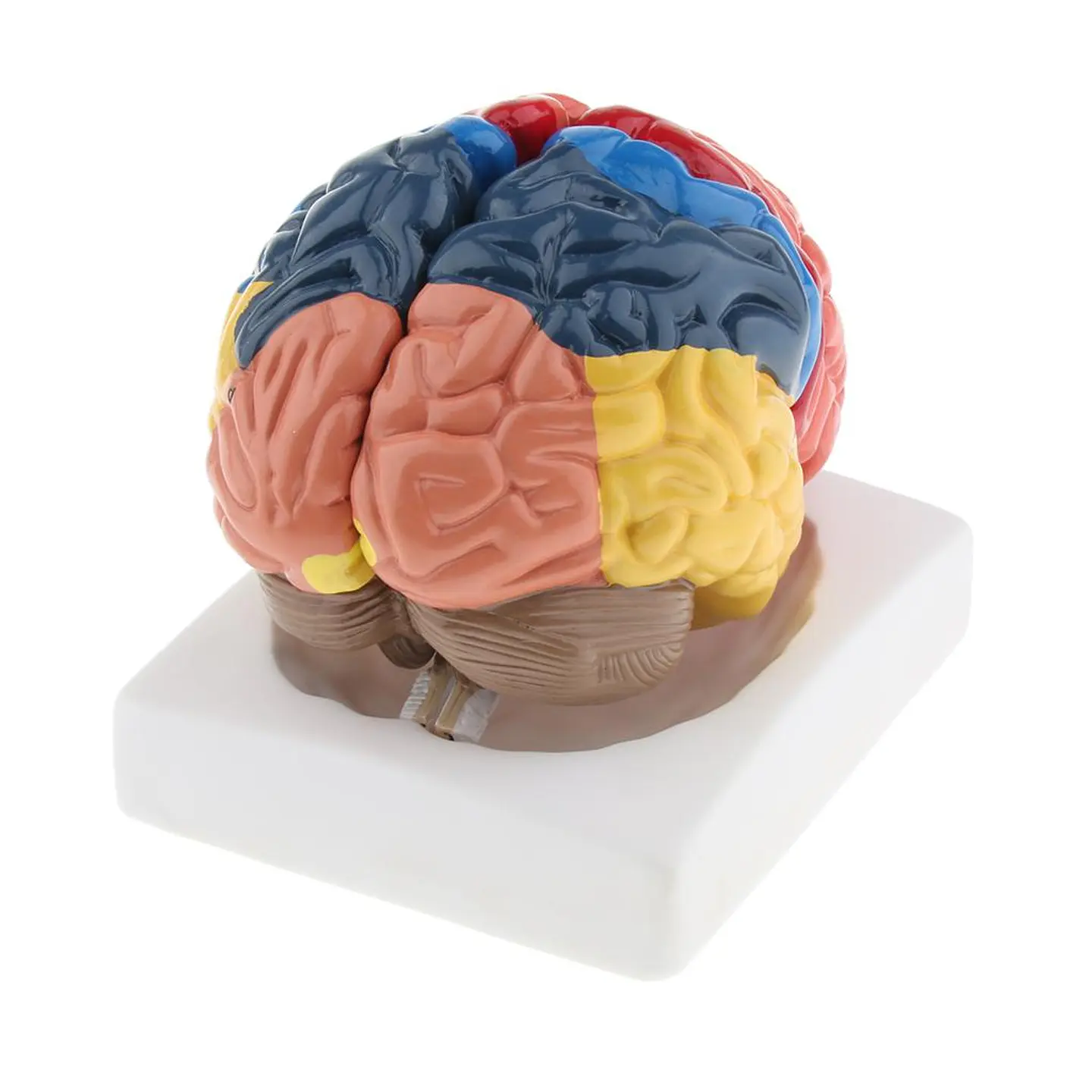Modelo Anatómico Cerebro Humano A Color Escala Real Desarmable 2 Partes 2