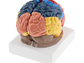 Modelo Anatómico Cerebro Humano A Color Escala Real Desarmable 2 Partes - Miniatura 2