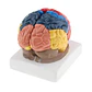 Modelo Anatómico Cerebro Humano A Color Escala Real Desarmable 2 Partes - Miniatura 2