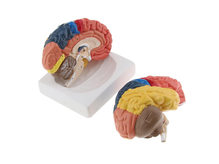 Modelo Anatómico Cerebro Humano A Color Escala Real Desarmable 2 Partes 1
