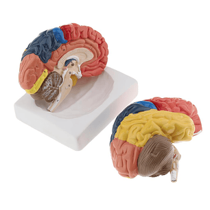 Modelo Anatómico Cerebro Humano A Color Escala Real Desarmable 2 Partes