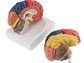 Modelo Anatómico Cerebro Humano A Color Escala Real Desarmable 2 Partes - Miniatura 1