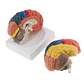 Modelo Anatómico Cerebro Humano A Color Escala Real Desarmable 2 Partes - Miniatura 1