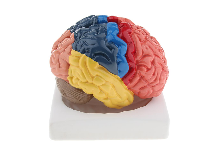 Modelo Anatómico Cerebro Humano A Color Escala Real Desarmable 2 Partes 3