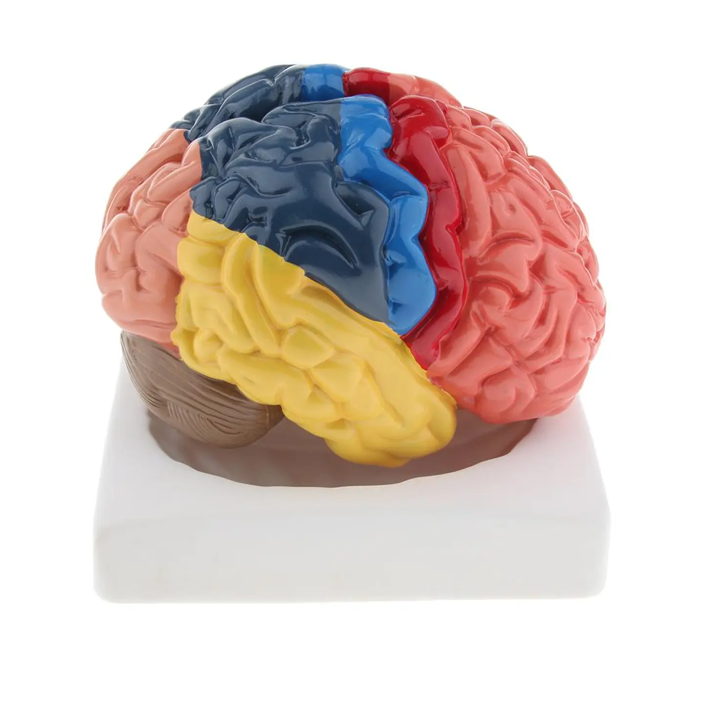Modelo Anatómico Cerebro Humano A Color Escala Real Desarmable 2 Partes 3