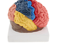 Modelo Anatómico Cerebro Humano A Color Escala Real Desarmable 2 Partes - Miniatura 3