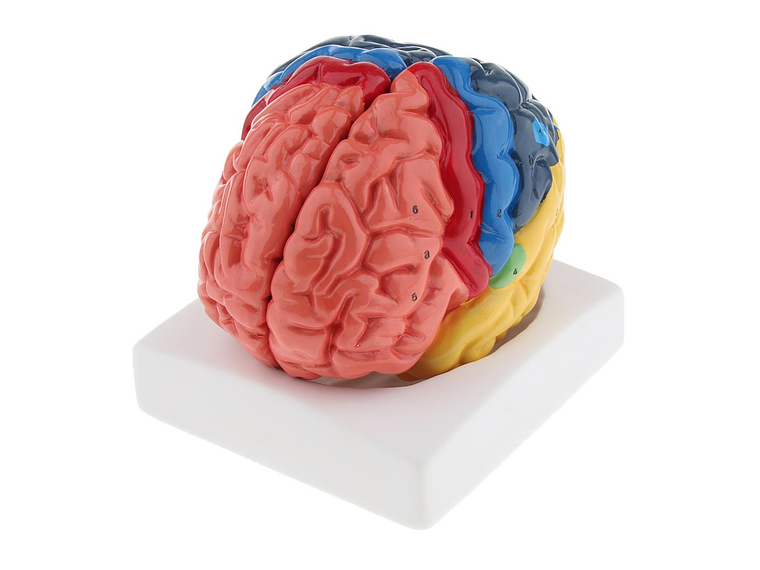Modelo Anatómico Cerebro Humano A Color Escala Real Desarmable 2 Partes 4