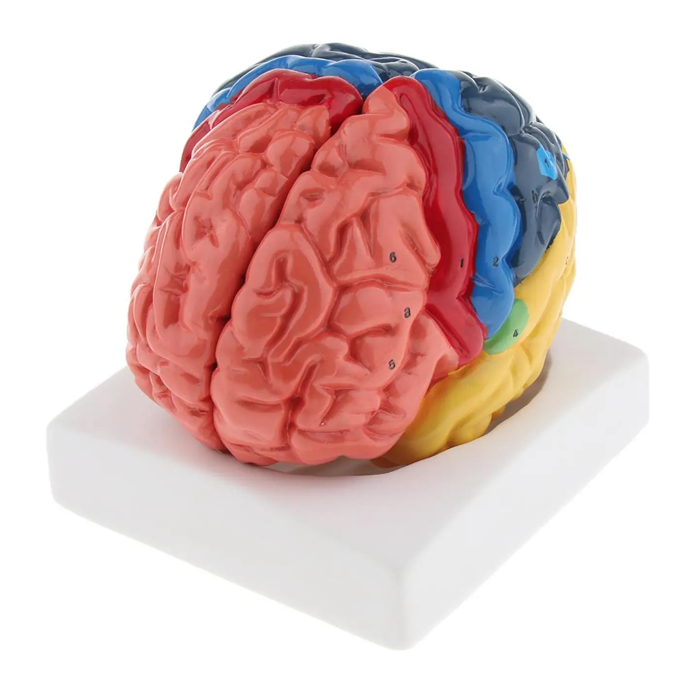 Modelo Anatómico Cerebro Humano A Color Escala Real Desarmable 2 Partes 4