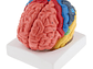 Modelo Anatómico Cerebro Humano A Color Escala Real Desarmable 2 Partes - Miniatura 4