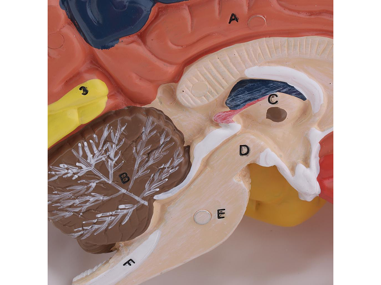 Modelo Anatómico Cerebro Humano A Color Escala Real Desarmable 2 Partes 5