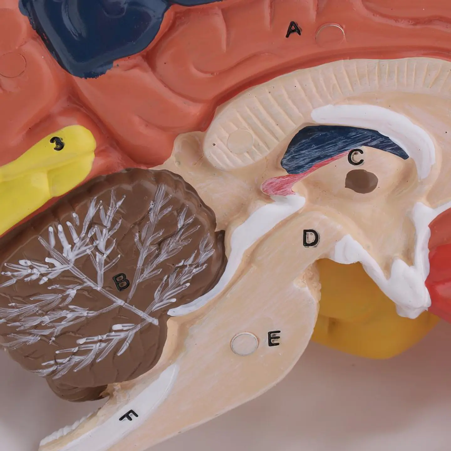 Modelo Anatómico Cerebro Humano A Color Escala Real Desarmable 2 Partes 5