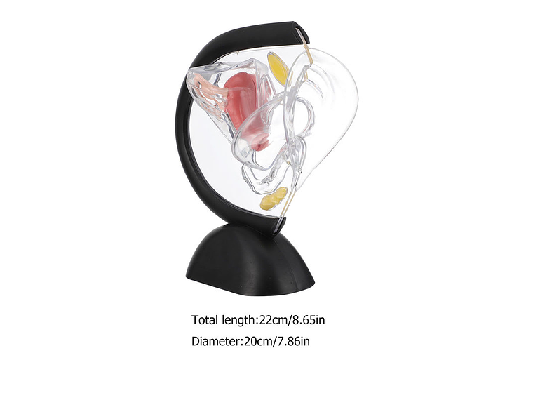 Modelo Anatómico Genitourinario Femenino 3d Útero 1