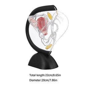 Modelo Anatómico Genitourinario Femenino 3d Útero